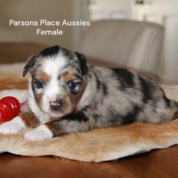 RESERVED - Blue merle female Toy Australian Shepherd puppy in Chandler, Oklahoma from Parsons Place Aussies