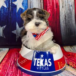Noah AKC salt and pepper  parti - Parti male Miniature Schnauzer puppy in Dayton, Texas from Von Baron Schnauzers
