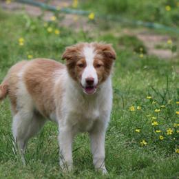 Gold male 1 - Gold male Border Collie puppy in Tylertown, Mississippi from Cool Meadow Farms