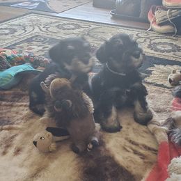 Miniature Schnauzer Puppies from Nature's Nook