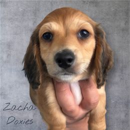 Dachshund Puppies from Zacha’s Doxie House