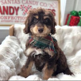 Focaccia - Red phantom female Aussiedoodle puppy in North Royalton, Ohio from Johnson's Doodles