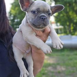 1 - Blue fawn male French Bulldog puppy in Lansing, Michigan from Black Thunder 517 Dachshunds and frenchies