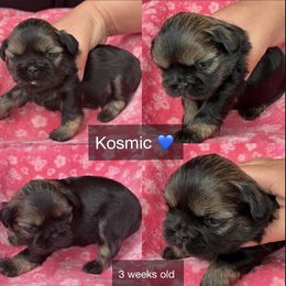 Kosmic - Black and tan male Shih Tzu puppy in Orange, California from Shih Tzu Hauz