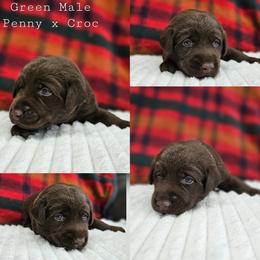 Green Collar - Chocolate male Labrador Retriever puppy in Boyd, Minnesota from Lindley Labradors
