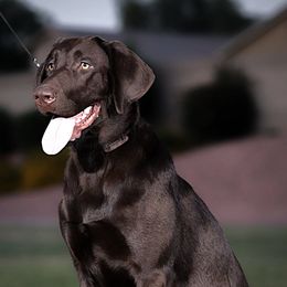 Labrador Retrievers from Wizedogs