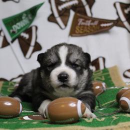 Pink - Black and white female Siberian Husky puppy in York, Pennsylvania from Spalla Pups