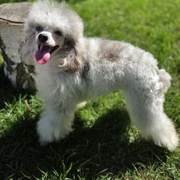 Poodle All Grown Up from BirchBark Poodles