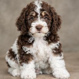 Goldendoodle puppies from Rainbow Doodle