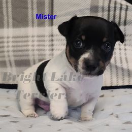 Mister - White and black male Teddy Roosevelt Terrier puppy in Milaca, Minnesota from Bright Lake Terriers