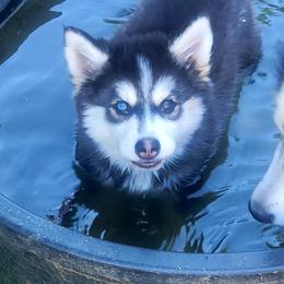 Odd eyed black and white male - Black and white male Pomsky puppy in Gladstone, Virginia from Rustic Charms Miniature Huskys