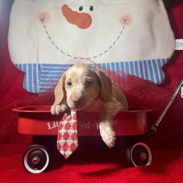 SULLIVAN - Cream male Dachshund puppy in Polo, Missouri from Blue Tails Farm