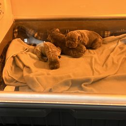 French Bulldog Puppies from Fontana Frenchies