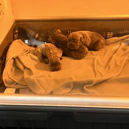 French Bulldog Puppies from Fontana Frenchies