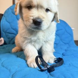Boy 3-Black - Golden male Golden Retriever puppy in North Pole, Alaska from Mulberry Retrievers