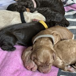 Goldendoodle Puppies from O’Doodle Clan Goldendoodles