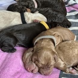 Goldendoodle Puppies from O’Doodle Clan Goldendoodles