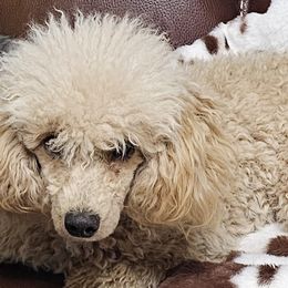 Aussiedoodles, Poodles, and Toy Australian Shepherds from Wild Farm Puppies