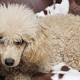 Aussiedoodles, Poodles, and Toy Australian Shepherds from Wild Farm Puppies