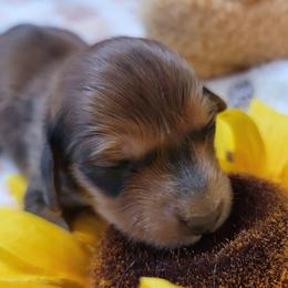 Atlas - Sable male Dachshund puppy in Terlton, Oklahoma from CLARK'S BREEDING PROGRAM