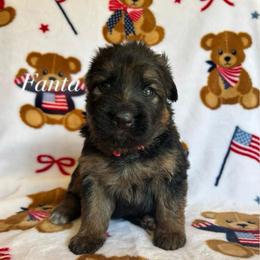 Fanta - Black and red female German Shepherd puppy in Coplay, Pennsylvania from By My Side Germans Shepherds & Dobermans