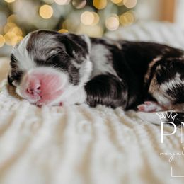 Virginia - Blue merle Bernedoodle puppy in Grants Pass, Oregon from Royal Empire Bernedoodles