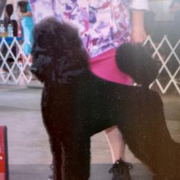 Patsy - Havanese