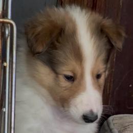 Lancelot - Sable and white male Collie puppy in Malvern, Arkansas from Lost Acres Collies