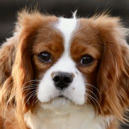 Briar - Cavalier King Charles Spaniel