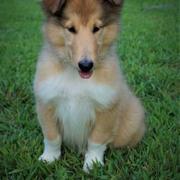 Collie Puppies from Liberty Collies