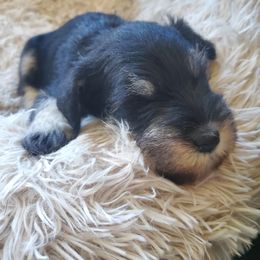Miniature Schnauzer Puppies from Nature's Nook