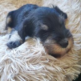 Miniature Schnauzer Puppies from Nature's Nook
