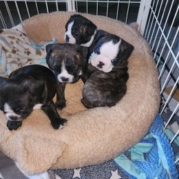 Litter - Brindle and white male Boston Terrier puppy in Fort Myers, Florida from Legends Frenchton's, French Bulldogs ,Boston Terriers, Reindeer chihuahuas & French Bullhuahua's