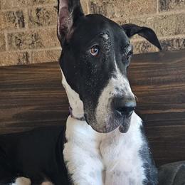 Grace - Great Dane