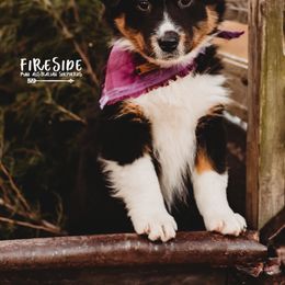 Miniature Australian Shepherd Puppies from Fireside Mini Australian Shepherds