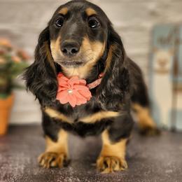 Dachshund Puppies from Madra's Dashing Doxies