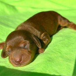 Tommy - Chocolate and tan male Dachshund puppy in Whitesboro, Texas from Whitesboro Dachshund
