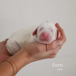 Fern - Parti male Goldendoodle puppy in Salem, Virginia from Aloha Doodles & Poodles