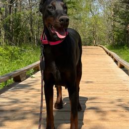 Kashmere - Doberman Pinscher