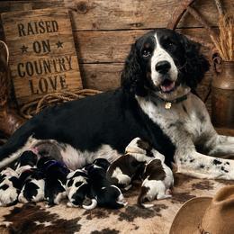 English Springer Spaniel puppies from Farm Fresh Labradors & English Springers