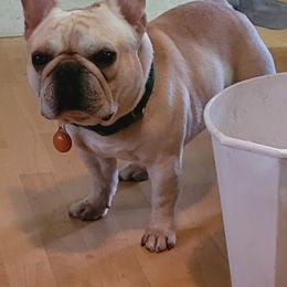 Bulldog and French Bulldog All Grown Up from Scott's Bulldogs
