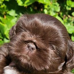 Shih Tzu Puppies from My Shih Tzu Baby