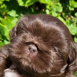 Shih Tzu Puppies from My Shih Tzu Baby