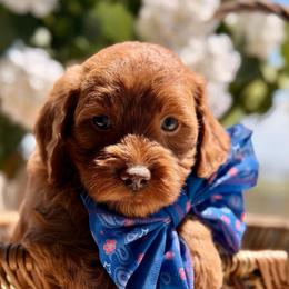 Gavin (blue collar) - Red  male Goldendoodle puppy in Blanchard, Oklahoma from Dream Doodles by Dondi
