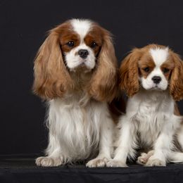 Cavalier King Charles Spaniel and Tibetan Spaniel Puppies from Chadwick Cavaliers