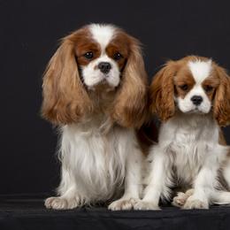 Cavalier King Charles Spaniel and Tibetan Spaniel Puppies from Chadwick Cavaliers