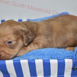 Chocolate dapple - Dapple male Dachshund puppy in Seminary, Mississippi from Down South Mavericks Dachshunds