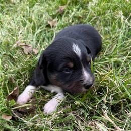 Mitch - Black tri-color male Australian Shepherd puppy in Mount Vernon, Texas from RJ's Aussie Posse