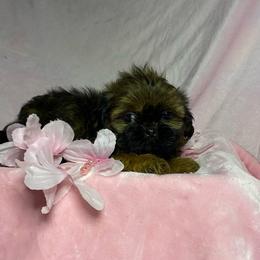 Girl 2 - Brindle female Shih Tzu puppy in Zeigler, Illinois from Dandy Little  Shih Tzu, Shih Poo's and Toy Poodles