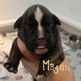 M3gan (girl) - Brindle female Boxer puppy in Red Boiling Springs, Tennessee from Silver Rain